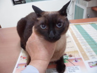 서울 양천구 신정동 신정119안전센터에서 샴 고양이 발견 보호