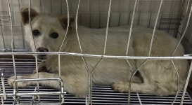 충남 서산 대산읍 대죽리 골든빌에서 흰색 강아지 발견 보호