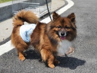 경기 용인 신갈동 69-7 도로에서 갈색 강아지 발견 보호