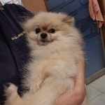 경기 부천 원종동 302-2에서 포메라니안 발견 보호