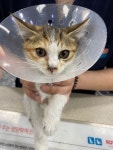 경기 부천 소신여객 터미널에서 흰갈검색 고양이 발견 보호