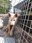 경북 고령 대가야읍 지산3리 785-1에서 갈색 강아지 발견 보호