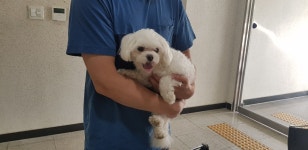 경기 고양 토당동 지도공원 앞에서 말티즈 발견 보호