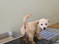 경기 화성 우정읍 매향석천로 99-7에서 흰색 강아지 발견 보호