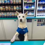 손님. 계산은 이쪽입니댕..편의점서 열일 하는 알바생 멍멍이