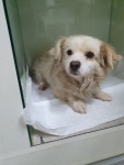 대구 달성 가창119안전센터에서 크림흰색 강아지 발견 보호..노끈 목줄