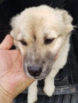 대구 달성 논공읍 군민운동장에서 회색 점박이 흰색 강아지 발견 보호