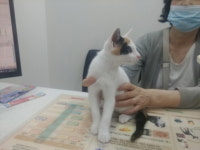 경기 파주 운정 한빛6단지 주변에서 삼색 고양이 발견 보호