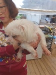 전북 군산 산북동 칠성로 126에서 말티즈 발견 보호