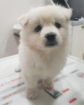 대구 달성 원교리 마을회관 앞에서 어린 진도 발견 보호
