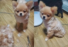 주인에게 셀프 미용 당하고(?) 허탈한 표정 지은 강아지..나랑 장난해?