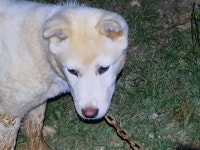 경남 합천 봉산면 계산22길에서 풍산견 발견 보호