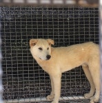 전북 진안군 진안읍 상가막에서 흰색 강아지 발견 보호