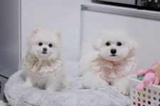 아직 주사 놓지도 않았는데.. 엄살 대마왕 솜뭉치 강아지의 오두방정