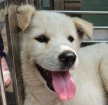 인천 서구 서부구조대에서 흰색 강아지 발견 보호