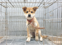 경기 여주 능서면 영릉로에서 연갈색 강아지 발견 보호
