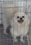 충남 서산 죽성주유소에서 포메라니안 강아지 발견 보호