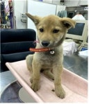 충남 부여 규암 일대에서 갈색 강아지 발견 보호