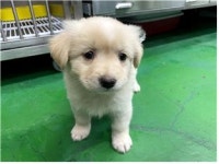 충남 부여 나성북로에서 흰노란 어린 강아지 발견 보호