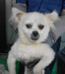 대구 달서 본리119에서 흰색 강아지 발견 보호