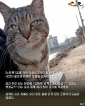 고양이 산책시키는 걸로 오해받은 여성..'난 고양이 없는데'