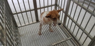 경남 의령 대의면 대의초등학교 부근에서 흰갈색 강아지 발견 보호