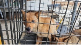 경남 고성 삼산면 공룡로 2639-29에서 갈색 강아지 발견 보호