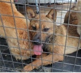 경남 고성 삼산면 공룡로에서 갈색 강아지 발견 보호