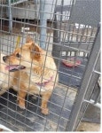 경남 고성 삼산면 공룡로에서 갈색 강아지 발견 보호..목줄 착용