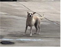 충남 부여 규암 신리 산새마을에서 흰노란색 강아지 발견 보호