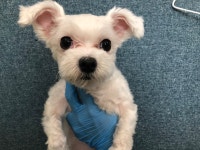 경기 시흥 월곶중앙로70번길에서 말티즈 발견 보호