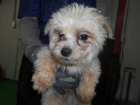 대구 북구 검단공단로 21길 45에서 흰색 강아지 발견 보호