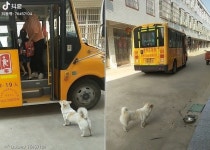 꼬마견주 등·하원 때마다 드라마 찍는 댕댕이..매일 호들갑스런 이별