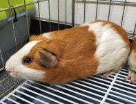 경기 용인 역북동 128-6에서 기니피그 발견 보호