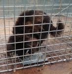 전남 구례군 양정리 봉성농장 인근에서 검정색 강아지 발견 보호