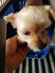 경기 평택 지산동에서 요크셔 테리어 발견 보호