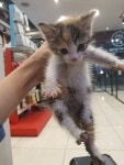 경기 부천 심곡동 19-14에서 삼색 어린 고양이 발견 보호..덫에 걸린 고양이