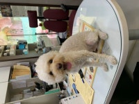 서울 용산구 용문동 38-188에서 푸들 발견 보호