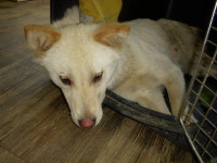 경기 오산 물향기수목원에서 백갈색 강아지 발견 보호