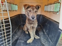 충남 아산 둔포면 충무로 2100에서 갈검색 강아지 발견 보호