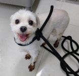 광주 서구 쌍촌동에서 말티즈 발견 보호