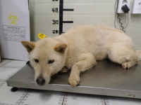 경기 가평 상색리 민가에서 흰색 강아지 발견 보호