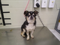 경기 가평 소란캠프 야영장에서 치와와 발견 보호