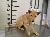 경기 가평 복장리 마을에서 갈색 강아지 발견 보호