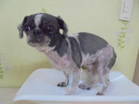 경기 군포 화성무궁화아파트에서 시츄 발견 보호