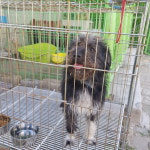 강원 속초 동우대 후문 CU편의점에서 검흰색 강아지 발견 보호