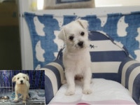 경남 창원 의창구 동읍 산남리 705-1번지에서 흰색 어린 강아지 발견 보호