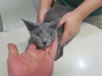 전북 전주 중화산동 화산교회 인근에서 러시안 블루 발견 보호