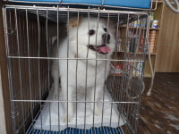 서울 동작구 보라매공원에서 포메라니안 발견 보호