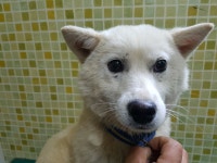 충남 아산 음봉면 연암율금로 31-16에서 흰색 강아지 발견 보호